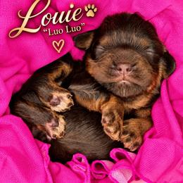 Louie - Chocolate female Cavapoo puppy in Cameron, South Carolina from Sassy Sailor & Company