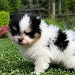 Cannoli - Black and tan parti male Pomeranian puppy in Buck Valley, Pennsylvania from Buck Valley Pomeranians