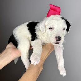 Fuchsia collar - Black and white female Sheepadoodle puppy in Camden, North Carolina from Luv My Doodle
