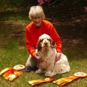 Clumber Spaniels from Shogun Clumber Spaniels