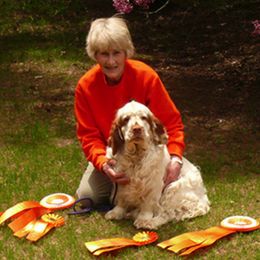 Clumber Spaniels from Shogun Clumber Spaniels