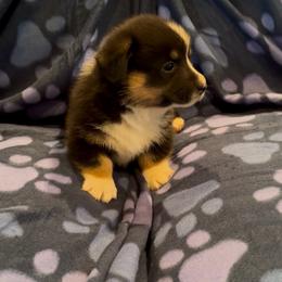 Tri male - Black and tan male Pembroke Welsh Corgi puppy in Weatherford, Texas from Flyin H Corgi’s