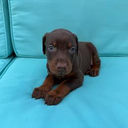 Tan - Red and rust female Doberman Pinscher puppy in Madison, Indiana from Jensen Dobermans and Dachshunds