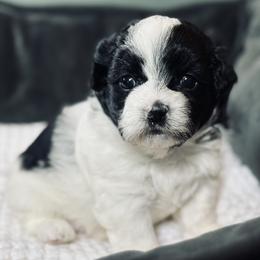 Pup 4 - Black and white female Shichon puppy in Grand Rapids, Michigan from Great Lakes Teddy Bear Dogs