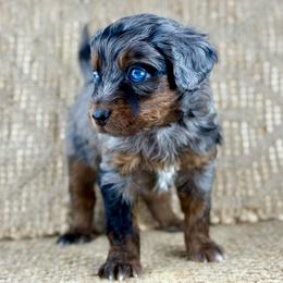 BMF4 - Blue merle female Aussiedoodle puppy in Prague, Oklahoma from Classic K9’s  Aussies & Doodles