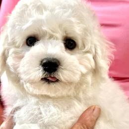 Puppy - White female Bichon Frise puppy in Greenville, South Carolina from Almaza Bichons