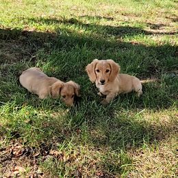 Dachshund Puppies from Boot Scootin Pups