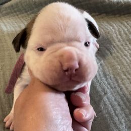 Girl 4 - White female Boxer puppy in Madras, Oregon from BnT Boxers