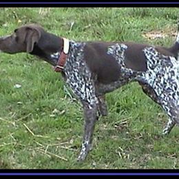 German Shorthaired Pointer All Grown Up from RADBACH KENNELS
