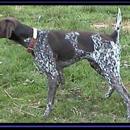 German Shorthaired Pointer All Grown Up from RADBACH KENNELS