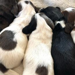 Dachshunds from G&B Iron Mountain Dachshunds