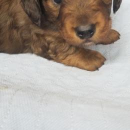 Boy 3 - Dapple male Dachshund puppy in La Monte, Missouri from Wulff's East LA Puppies