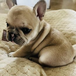 French Bulldog Puppies from Stuudmuffinfrenchies