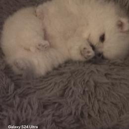 Lucky - Cream male Pomeranian puppy in Columbus, Georgia from Junie’s Poms