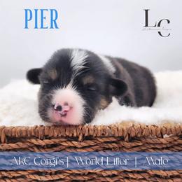Pier - Black and tan male Pembroke Welsh Corgi puppy in Pine Village, Indiana from NL Horsemanship