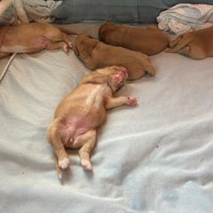 Nova Scotia Duck Tolling Retriever Puppies from Chimay Kennels