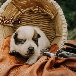 Castiel - Red speckled male Australian Cattle Dog puppy in Runnels County, Texas from MC Heelers & Aussies