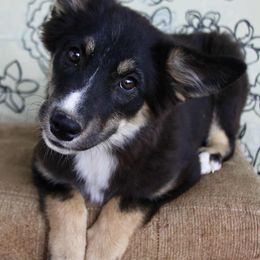 Freedom - Black tri female Miniature Australian Shepherd puppy in Elkhart, Texas from Donaldson Dogz
