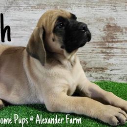 Australian Shepherd and Mastiff Puppies from Aussome Pups at Alexander Farm