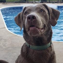 Dilute Retrievers and Labrador Retrievers from Blue Ridge Labs