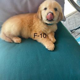 Golden Retriever Puppies from Emily Goetting