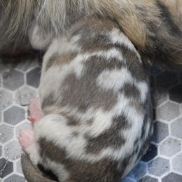 Australian Shepherds from Tumbling Tresses Farm