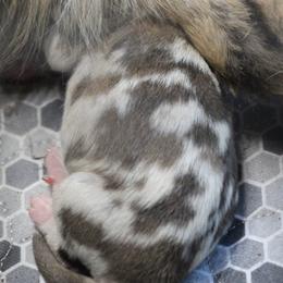 Australian Shepherds from Tumbling Tresses Farm