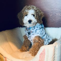 Cockapoos, Goldendoodles, and Poodles from Texas Teddy Doodles