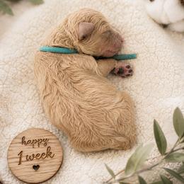 Huck (Blue) - Apricot male Aussiedoodle puppy in Byron, Georgia from Southern Olive Doodles 🫒