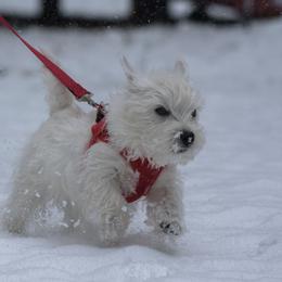 West Highland White Terrier All Grown Up from Dixieland Westies
