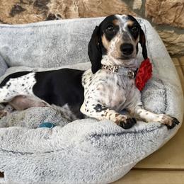 Riley - Dachshund