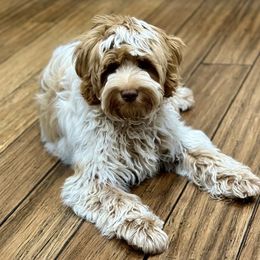 Agnes - Australian Labradoodle