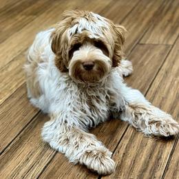 Agnes - Australian Labradoodle