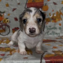 Black dapple pie - Dapple male Dachshund puppy in Poteau, Oklahoma from Sisters Dazzling Dachshunds