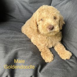Goldendoodle Puppies from BLK