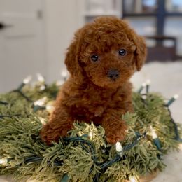 Sweettart - Red  female Poodle puppy in Salem, Oregon from Lavish Poodles