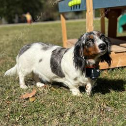 Dottie - Dachshund