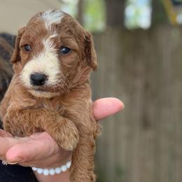 Nala - Red  female Goldendoodle puppy in Jacksonville, Florida from Dandelion Doodles