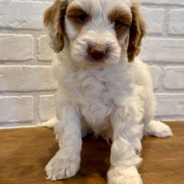 Green Collar Boy - Parti male Goldendoodle puppy in San Augustine, Texas from Vintage Doodles