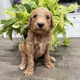 Grey - Apricot male Goldendoodle puppy in Bakersfield, California from Lavish Doodles