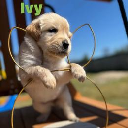 Girl 3 - Golden female Golden Retriever puppy in Tyler, Texas from Cedar Hollow Retrievers