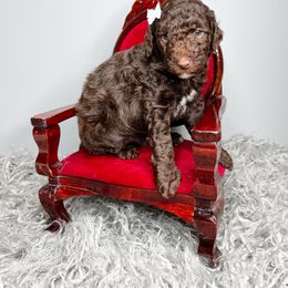 Daisy - Chocolate female Goldendoodle puppy in from Pink Poodles and Doodles