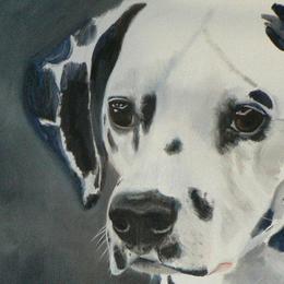 Dalmatians from Soulryde Dalmatians