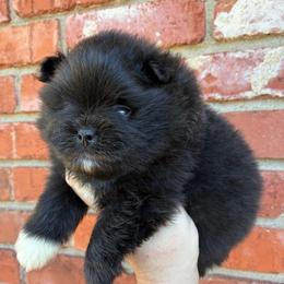 Cowboy - Black male Pomeranian puppy in Inola, Oklahoma from My Bella’s Pomeranians