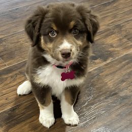 Miniature Australian Shepherds from Onyx Farms