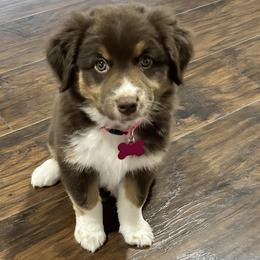 Miniature Australian Shepherds from Onyx Farms