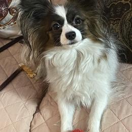 Princess Mara - Papillon