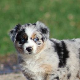 Australian Shepherds from Vistar Aussies