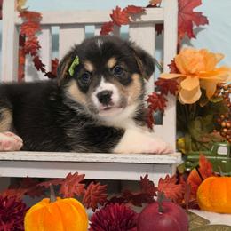 Mantis - Black and tan female Pembroke Welsh Corgi puppy in Austin, Texas from Cutest Corgi's of Austin