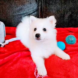 Glacier - White male American Eskimo Dog puppy in Live Oak, Florida from Pecan Ridge Puppies